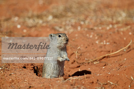 Brant's whistling rat (Parotomys brantsii), Kgalagadi Transfrontier Park, South Africa, Africa