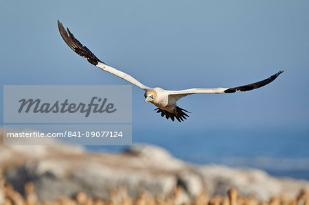 Cape Gannet (Morus capensis) in flight, Bird Island, Lambert's Bay, South Africa, Africa