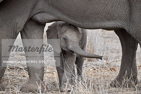 African elephant (Loxodonta africana) juvenile, Kruger National Park, South Africa, Africa