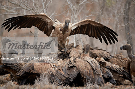 African white-backed vulture (Gyps africanus) fighting at a carcass, Kruger National Park, South Africa, Africa African white-backed vulture (Gyps africanus) fighting at a carcass, Kruger National Park, South Africa, Africa