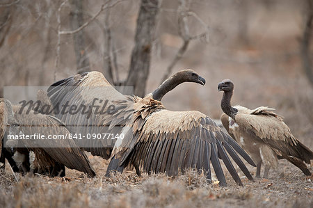 African white-backed vulture (Gyps africanus) fighting at a carcass, Kruger National Park, South Africa, Africa