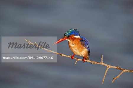 Malachite kingfisher (Alcedo cristata), Kruger National Park, South Africa, Africa