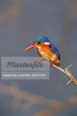 Malachite kingfisher (Alcedo cristata), Kruger National Park, South Africa, Africa Malachite kingfisher (Alcedo cristata), Kruger National Park, South Africa, Africa