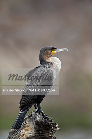 White-breasted cormorant (Phalacrocorax lucidus), juvenile, Kruger National Park, South Africa, Africa