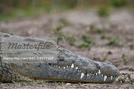 Nile crocodile (Crocodylus niloticus), Kruger National Park, South Africa, Africa