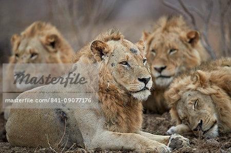 Four male lion (Panthera leo), Kruger National Park, South Africa, Africa Four male lion (Panthera leo), Kruger National Park, South Africa, Africa
