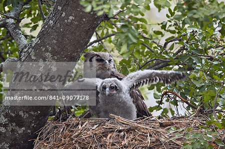 Verreaux's eagle owl (giant eagle owl) (Bubo lacteus) adult and chick on their nest, Kruger National Park, South Africa, Africa