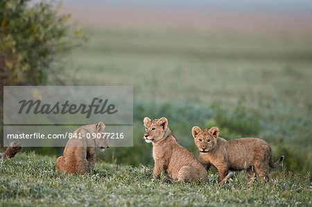 Three lion (Panthera leo) cubs, Ngorongoro Crater, Tanzania, East Africa, Africa