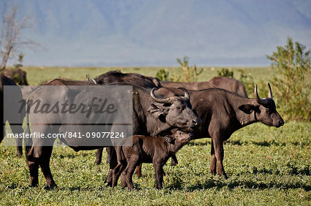 Cape buffalo (African buffalo) (Syncerus caffer) cow and calf, Ngorongoro Crater, Tanzania, East Africa, Africa