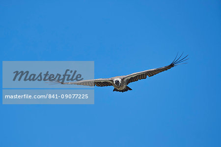African white-backed vulture (Gyps africanus) in flight, Ngorongoro Crater, Tanzania, East Africa, Africa