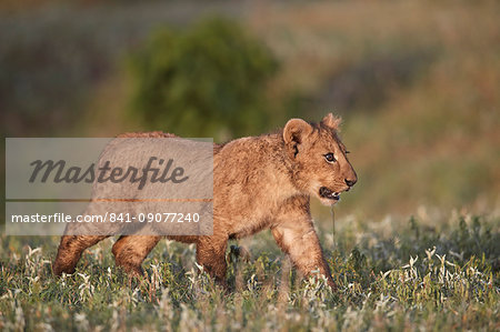 Lion (Panthera leo) cub, Ngorongoro Crater, Tanzania, East Africa, Africa