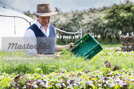 Farmer harvesting plants