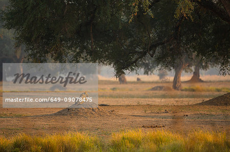 Rear view of lioness (Panthera leo) lying on mound, Chirundu, Zimbabwe, Africa