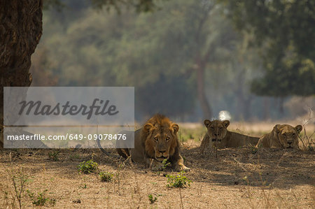 Portrait of lion and lionesses (Panthera leo) lying in tree shadow, Chirundu, Zimbabwe, Africa