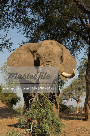 African elephant (Loxodonta africana) feeding on tree branch, Chirundu, Zimbabwe, Africa