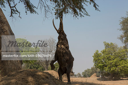 African elephant (Loxodonta africana) on hind legs feeding on tree branch, Chirundu, Zimbabwe, Africa