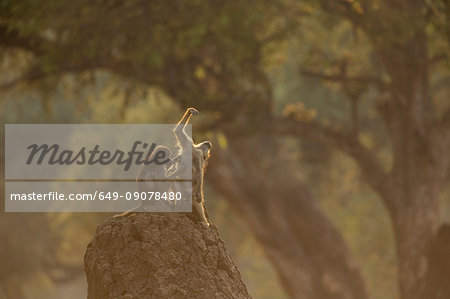 Two baboons (Papio cynocephalus ursinus) sitting on rock grooming, Chirundu, Zimbabwe, Africa