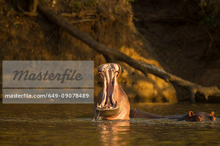 Hippopotamus (Hippopotamus amphibius) in river with mouth open, Chirundu, Zimbabwe, Africa