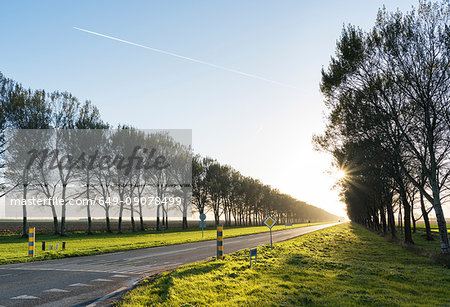 Rural tree lined road, Zeewolde, Flevoland, Netherlands, Europe