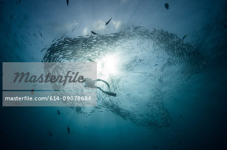 Low angle underwater view of scuba diver diving among shoaling jack fish in blue sea, Baja California, Mexico