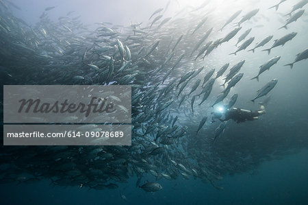 Underwater view of scuba diver diving among shoaling jack fish in blue sea, Baja California, Mexico Underwater view of scuba diver diving among shoaling jack fish in blue sea, Baja California, Mexico