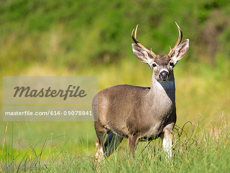 Portrait of mule deer buck (Odocoileus hemionus) in grassland, Point Reyes National Seashore, California, USA