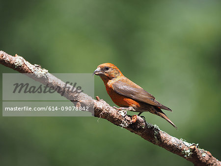 Male red Crossbill (Loxia curvirostra) perched on tree branch, Point Reyes National Seashore, California, USA