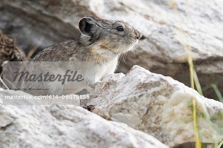 Collared pika (Ochotona collaris), close-up, Denali National Park, McKinley Park, Alaska, United States, North America