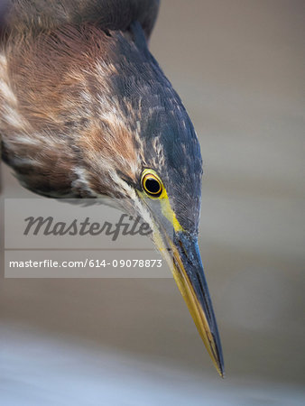 Green Heron (Butorides virescens), close-up, Sutro Baths, San Francisco, California, United States, North America