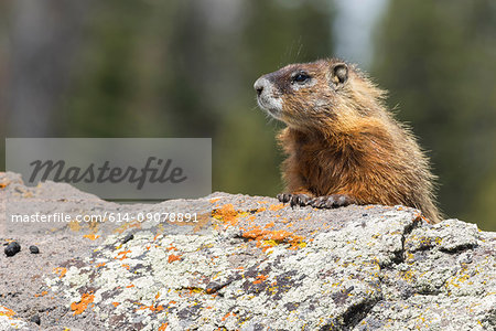 Yellow-bellied marmot (Marmota flaviventris), close-up, Yellowstone National Park, Wisconsin, United States, North America