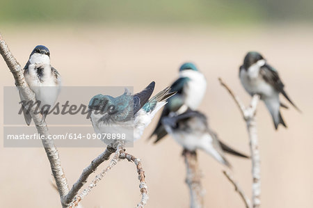 Tree Swallows (tachycineta bicolor) perched on branch, Coyote Hills Regional Park, California, United States, North America Tree Swallows (tachycineta bicolor) perched on branch, Coyote Hills Regional Park, California, United States, North America