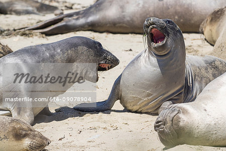 Male Northern elephants seals (mirounga angustirostris) sparring, Ano Nuevo State Park, Pescadero, California, United States, North America Male Northern elephants seals (mirounga angustirostris) sparring, Ano Nuevo State Park, Pescadero, California, United States, North America