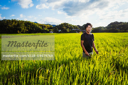 A rice farmer standing in a field of green crops, a rice paddy with lush green shoots.