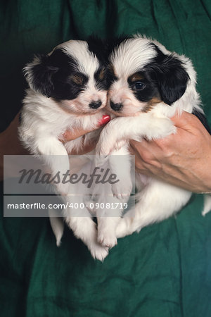 Two little puppies of Papillon in female hands