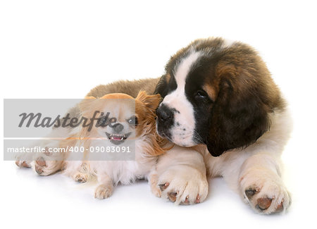 puppy saint bernard and chihuahua in front of white background
