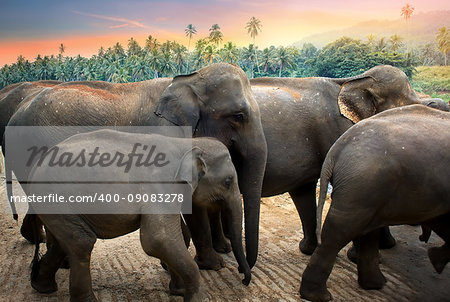 Elephants go on a watering place in the jungle