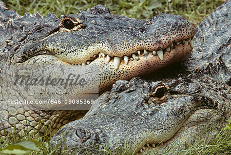 TWO ALLIGATORS Alligator mississippiensis LOOKING AT CAMERA