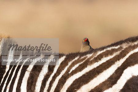 Red-billed oxpecker (Buphagus erythrorhynchus), Ngorongoro Conservation Area, Tanzania, East Africa, Africa