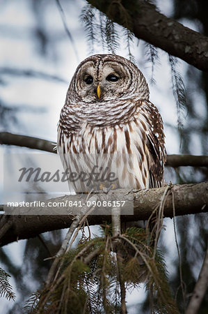 Barred owl on perch, United States of America, North America