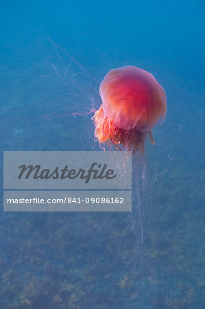 Lion's mane jellyfish (Cyanea capillata), Prince William Sound, Alaska, United States of America, North America Lion's mane jellyfish (Cyanea capillata), Prince William Sound, Alaska, United States of America, North America