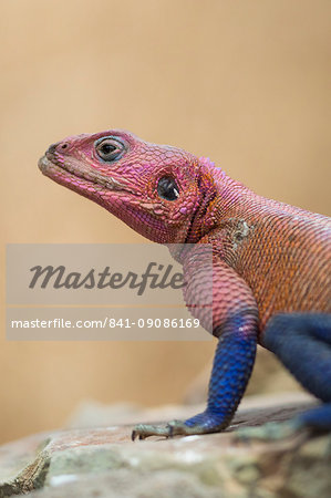 Mwanza flat-headed rock agama (Agama mwanzae), Serengeti National Park, Tanzania, East Africa, Africa