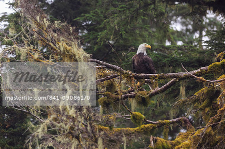 Bald eagle (Haliaeetus leucocephalus), Chugach National Forest, Alaska, United States of America, North America Bald eagle (Haliaeetus leucocephalus), Chugach National Forest, Alaska, United States of America, North America
