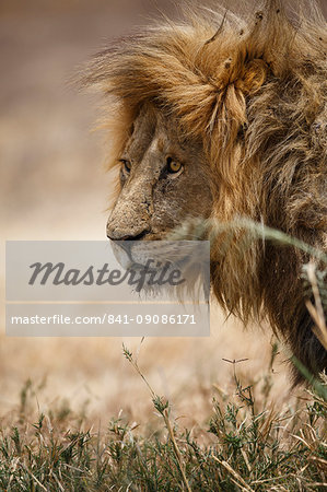 Portrait of an African lion (Panthera leo), Serengeti National Park, Tanzania, East Africa, Africa