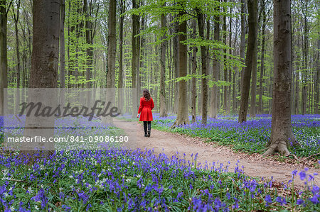 Woman in red coat walking through bluebell woods, Hallerbos, Belgium, Europe