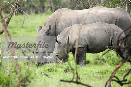 Southern white rhinos, mother and calf, at Ziwa Rhino Sanctuary, Uganda, Africa