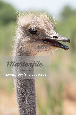 Ostrich in Ostrich Safari Park, Oudsthoorn, South Africa, Africa