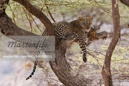 A leopard (Panthera pardus) rests on a tree, Samburu National Reserve, Kenya, East Africa, Africa