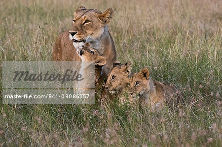 A lioness (Panthera leo) greeted by her cubs upon her return, Masai Mara, Kenya, East Africa, Africa