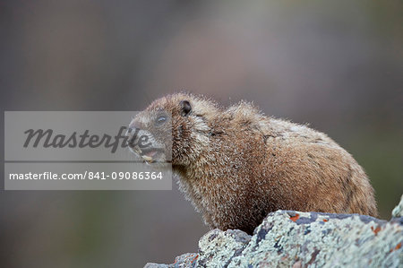 Yellow-bellied marmot (yellowbelly marmot) (Marmota flaviventris) calling, San Juan National Forest, Colorado, United States of America, North America