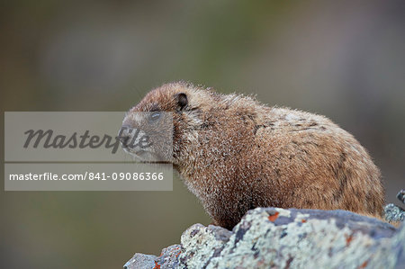Yellow-bellied marmot (yellowbelly marmot) (Marmota flaviventris), San Juan National Forest, Colorado, United States of America, North America Yellow-bellied marmot (yellowbelly marmot) (Marmota flaviventris), San Juan National Forest, Colorado, United States of America, North America